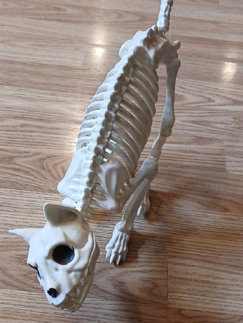 Cat skeleton Halloween Decoration